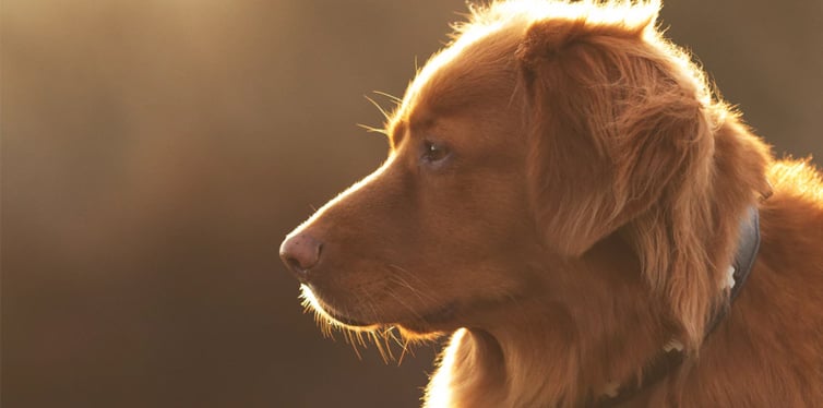 Pet Nutrition